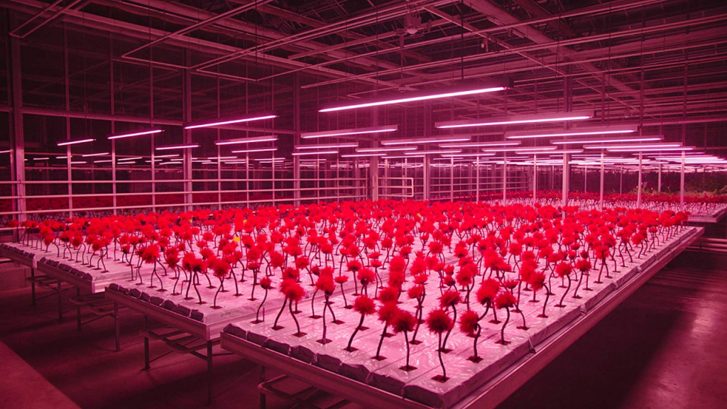 Little Joe, dir. Jessica Hausner, 2019